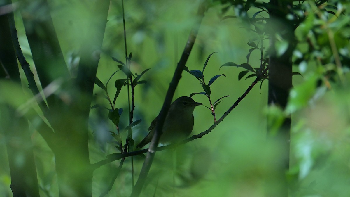 Marsh Warbler - ML638353986