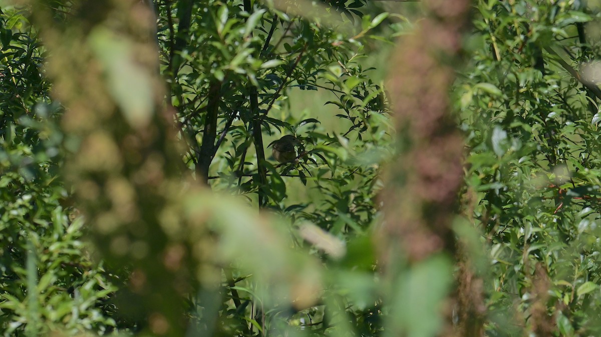 Marsh Warbler - ML638353988