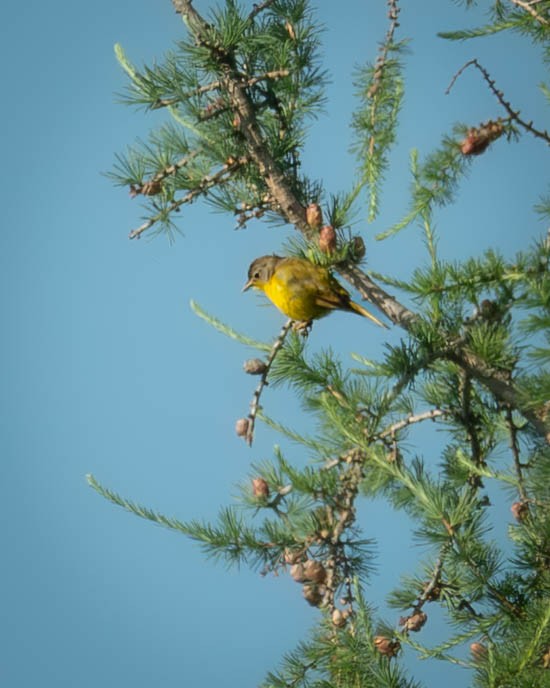 Nashville Warbler - ML638353989