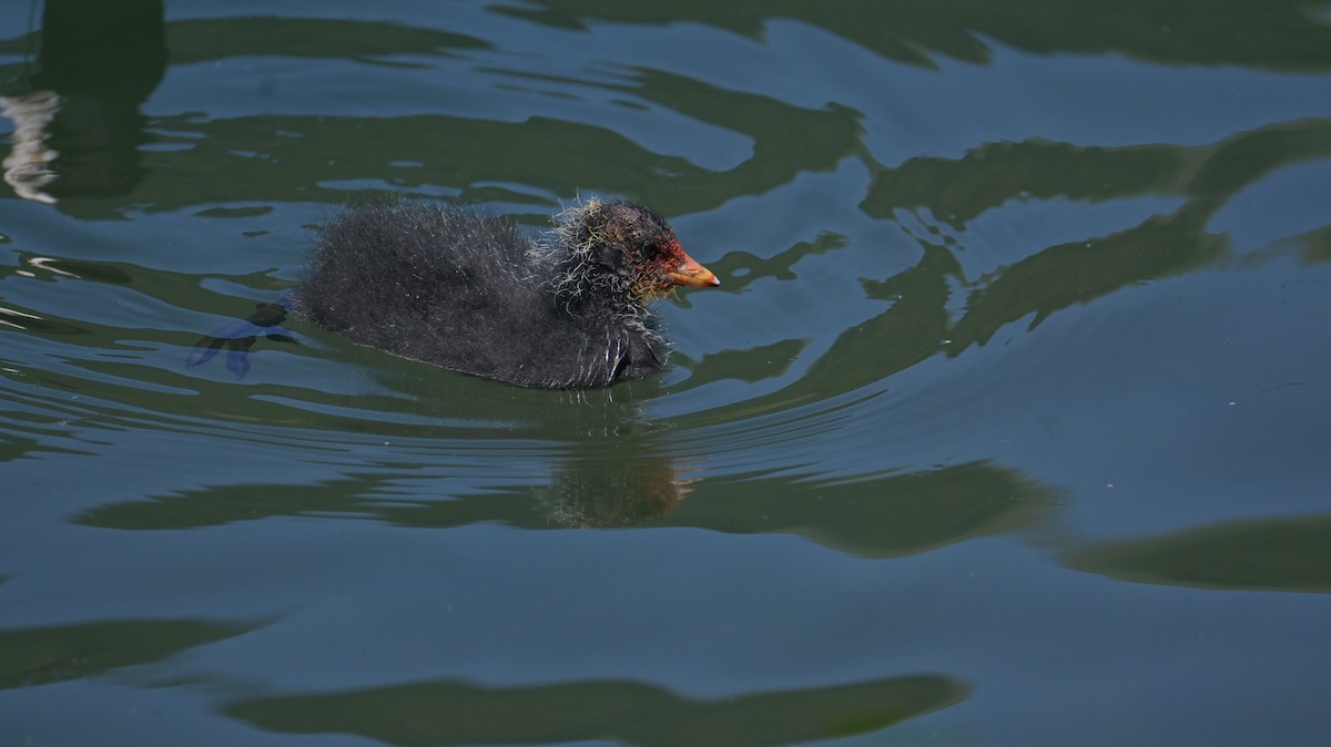 Eurasian Coot - ML638353994