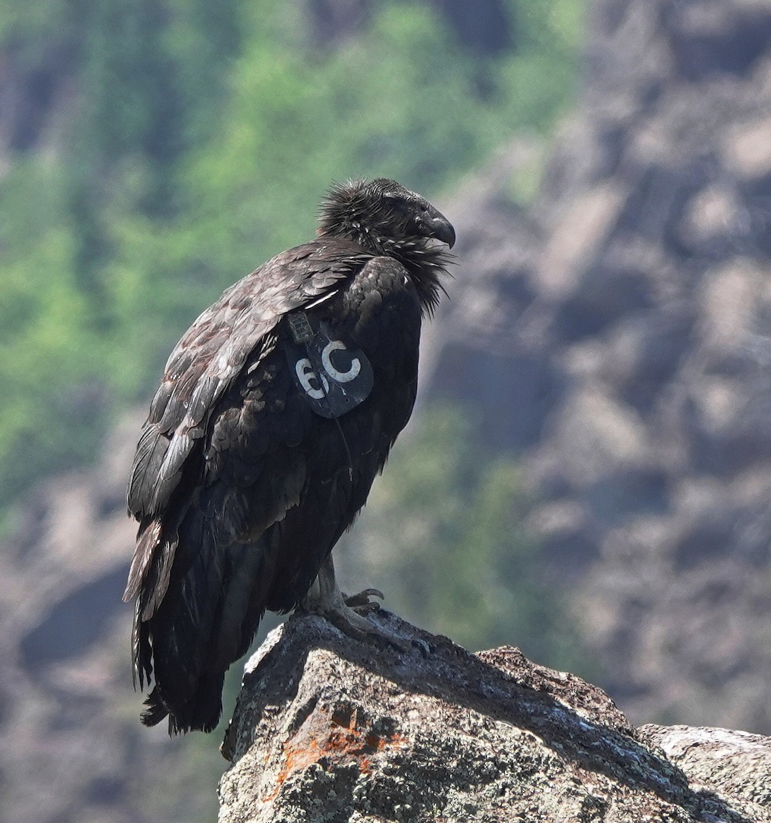 California Condor - ML638353997