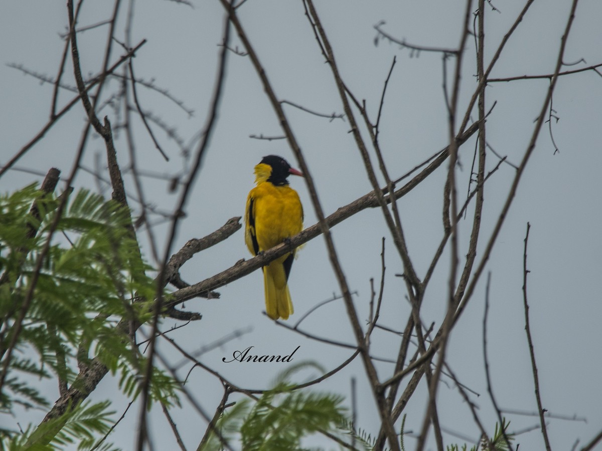 Black-hooded Oriole - ML638354006