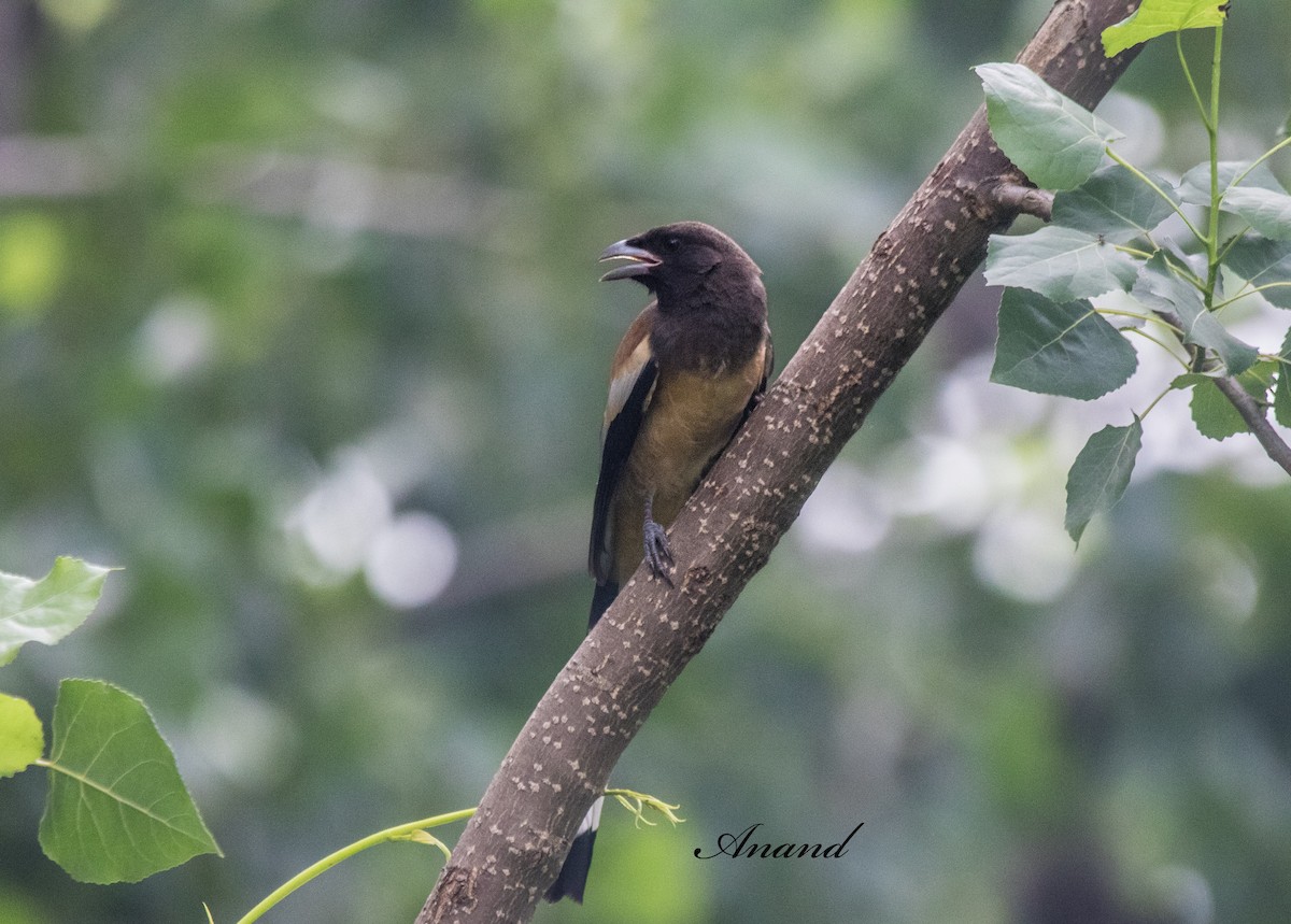 Rufous Treepie - ML638354016