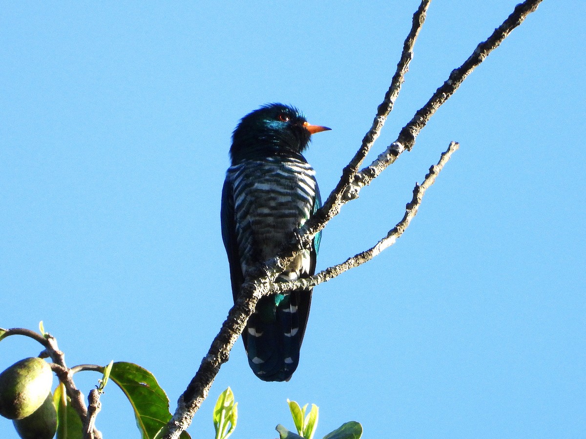 Asian Emerald Cuckoo - ML638354018