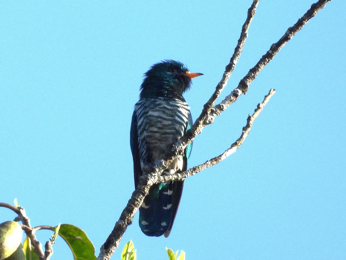 Asian Emerald Cuckoo - ML638354019