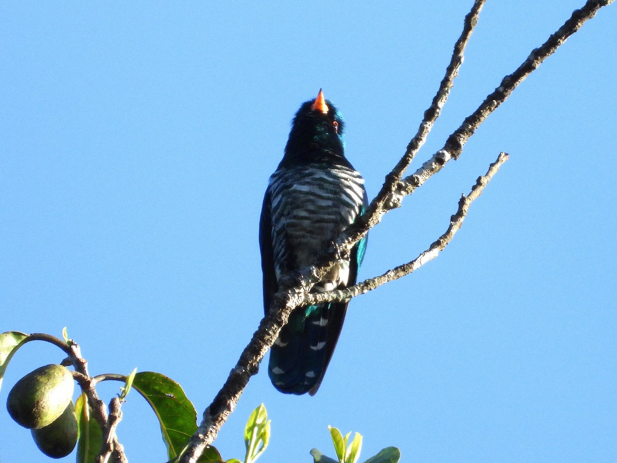 Asian Emerald Cuckoo - ML638354020