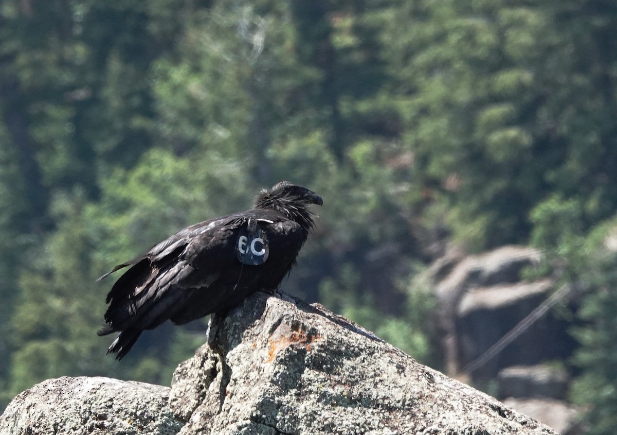 California Condor - ML638354031