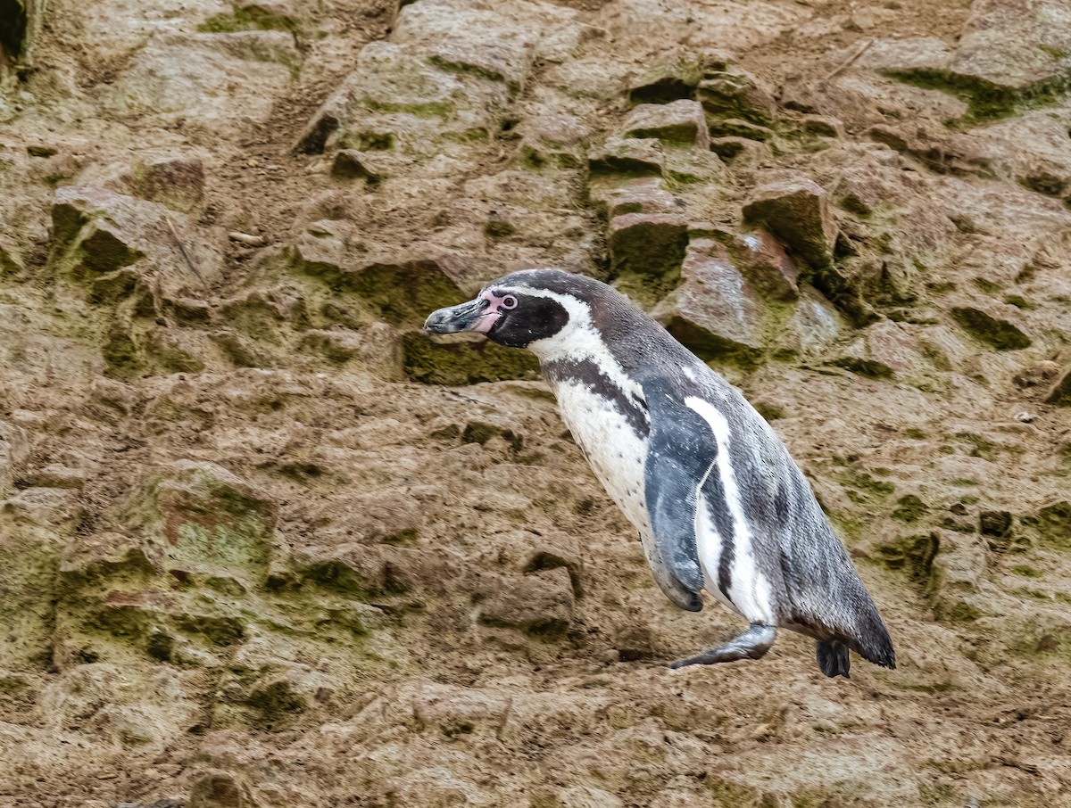 Humboldt Penguin - ML638354049