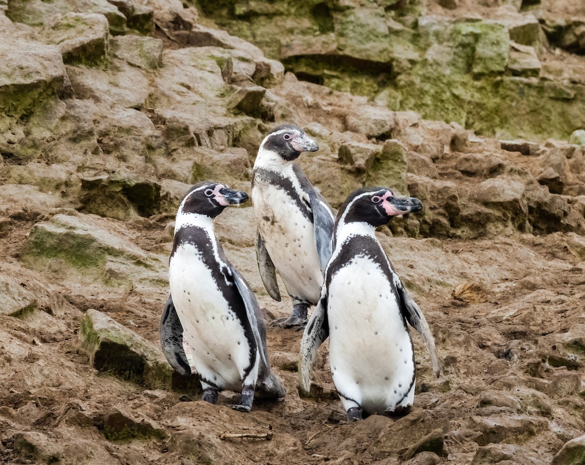 Humboldt Penguin - ML638354050