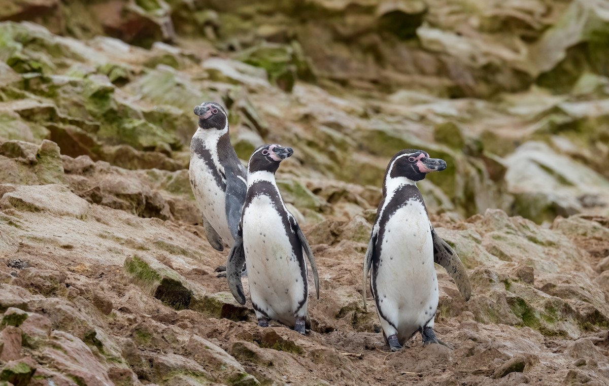 Humboldt Penguin - ML638354051
