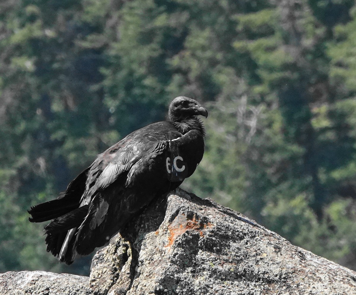 California Condor - ML638354058