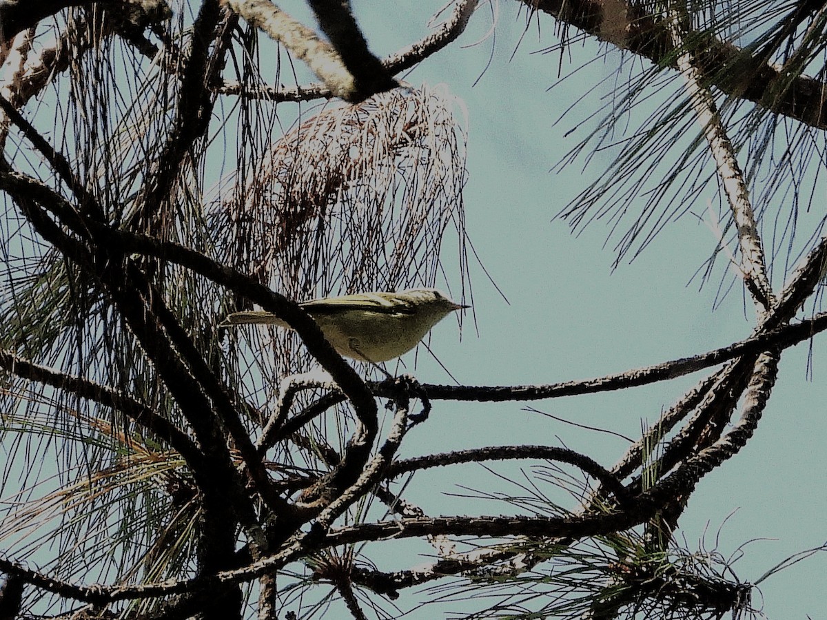 Yellow-browed Warbler - ML638354067