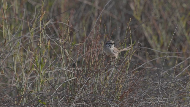 Gray Grasswren - ML638354079