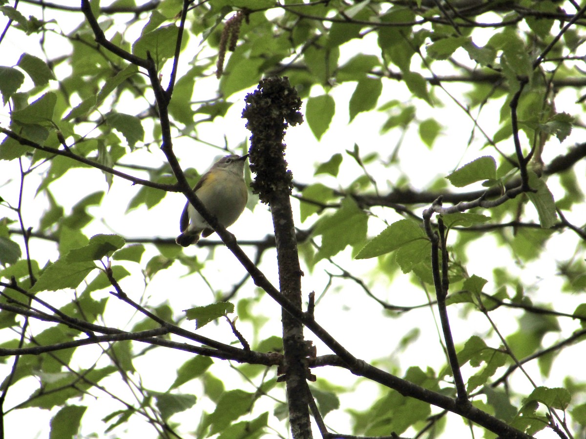 American Redstart - ML638354084