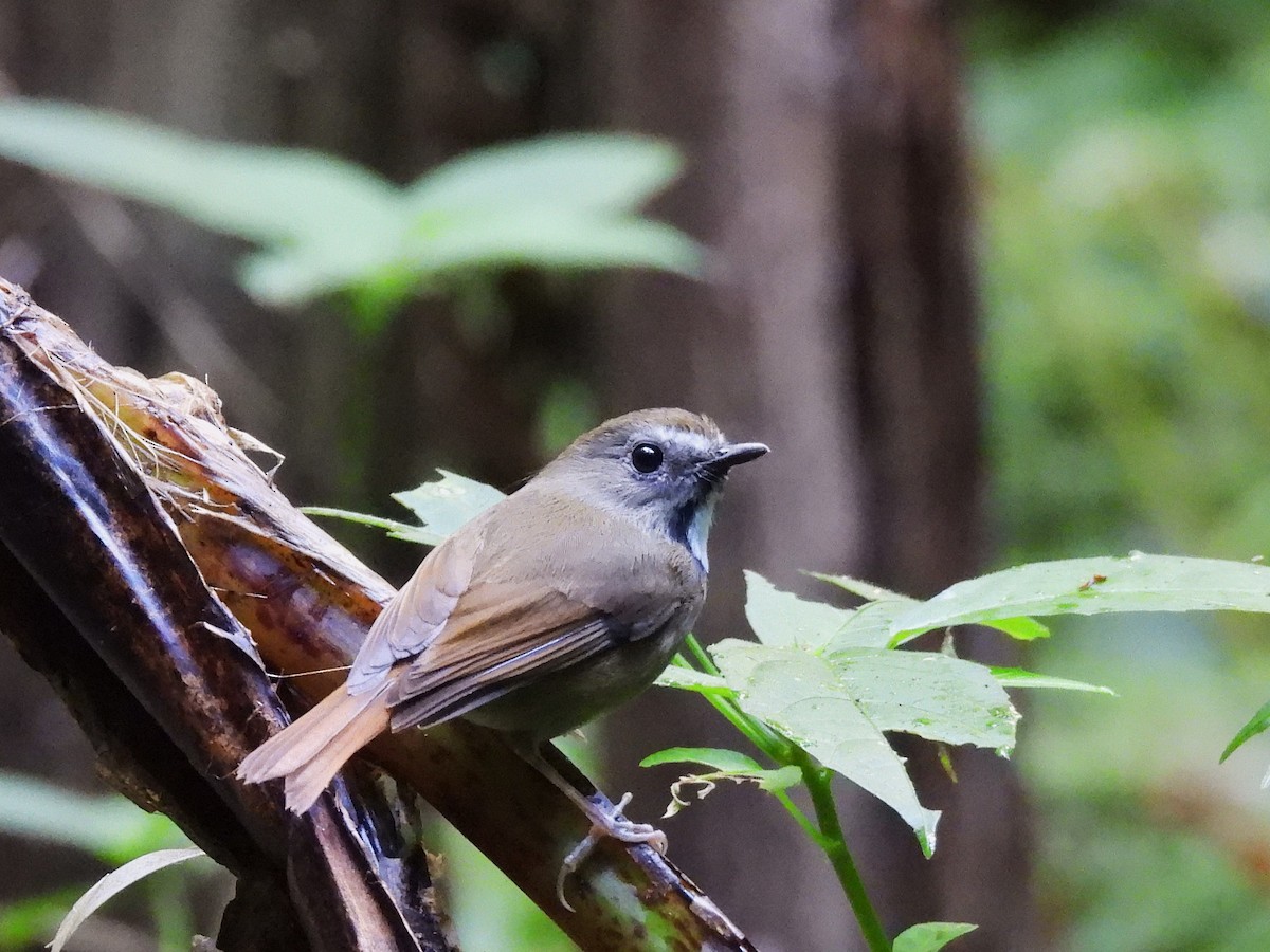 White-gorgeted Flycatcher - ML638354086