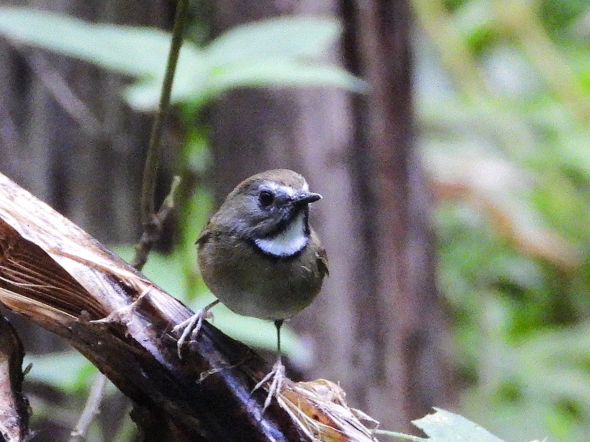 White-gorgeted Flycatcher - ML638354088