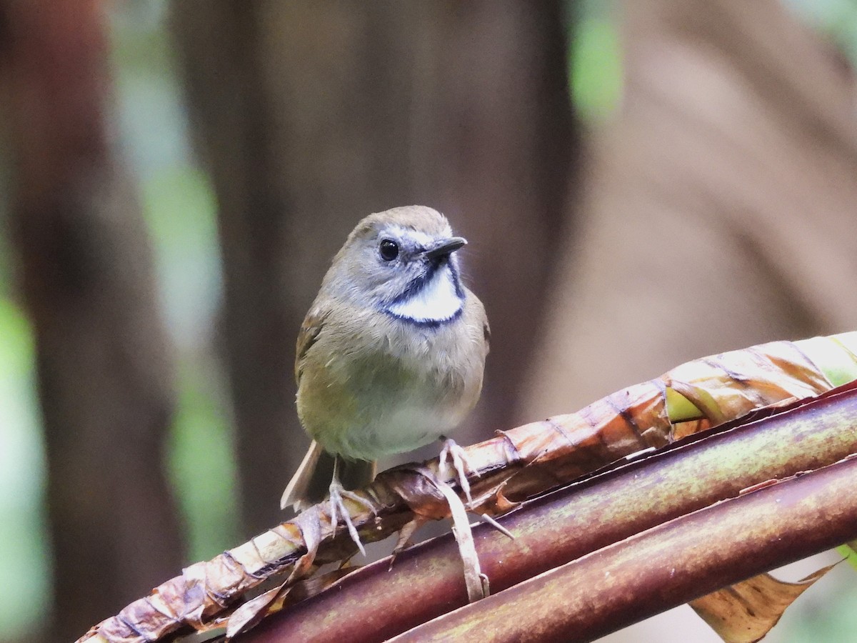 White-gorgeted Flycatcher - ML638354089