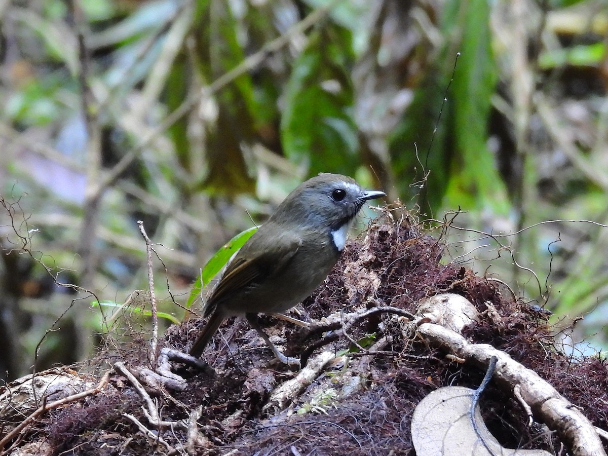 White-gorgeted Flycatcher - ML638354090