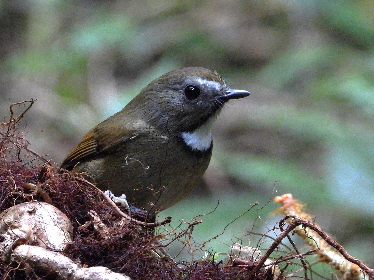 White-gorgeted Flycatcher - ML638354091