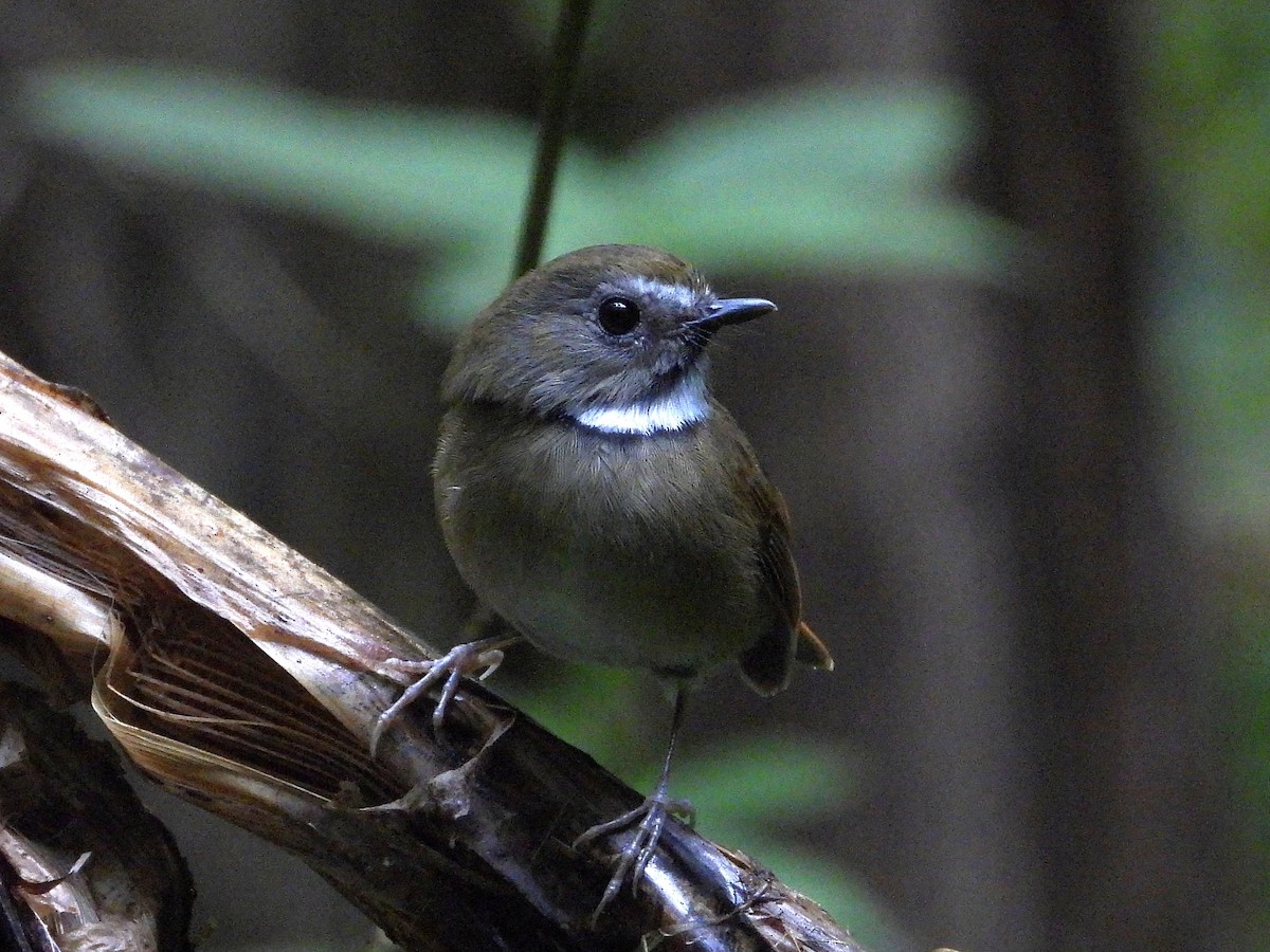 White-gorgeted Flycatcher - ML638354092