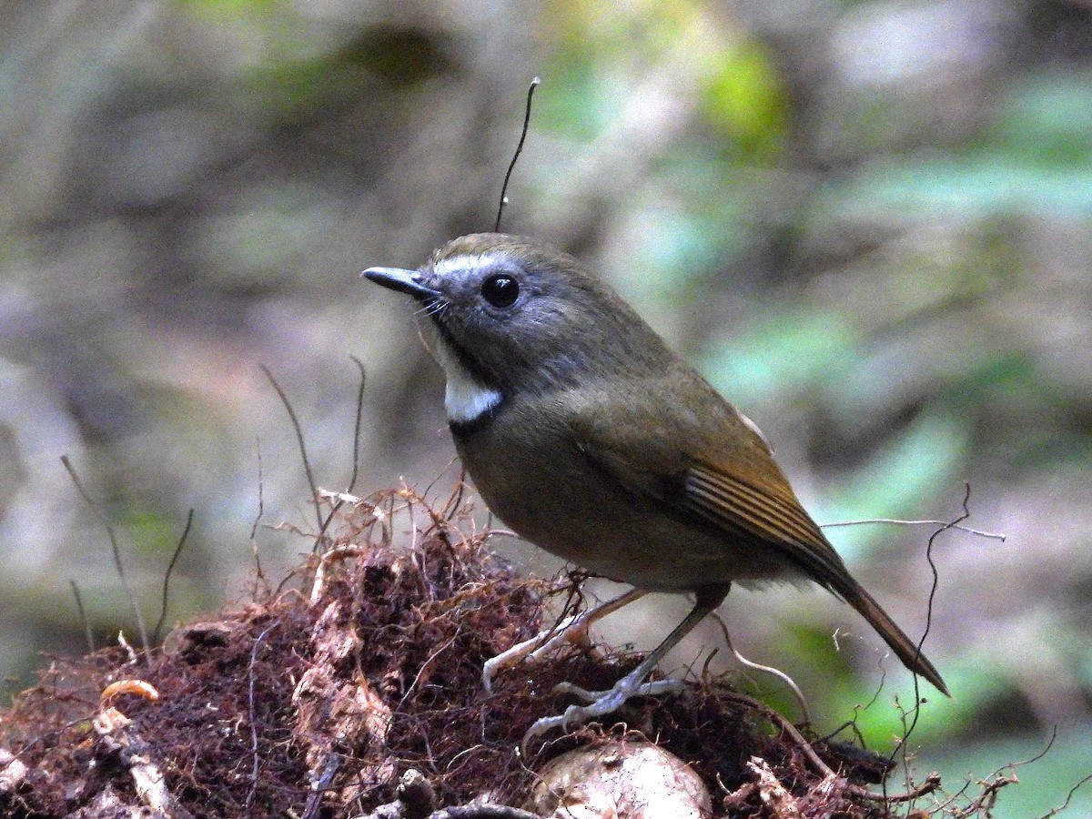 White-gorgeted Flycatcher - ML638354093
