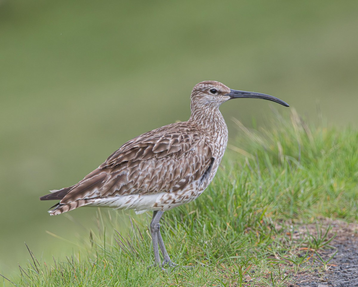 Whimbrel - ML638354097