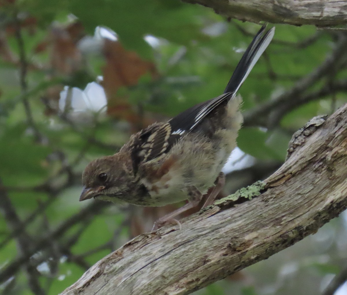 Eastern Towhee - ML638354148