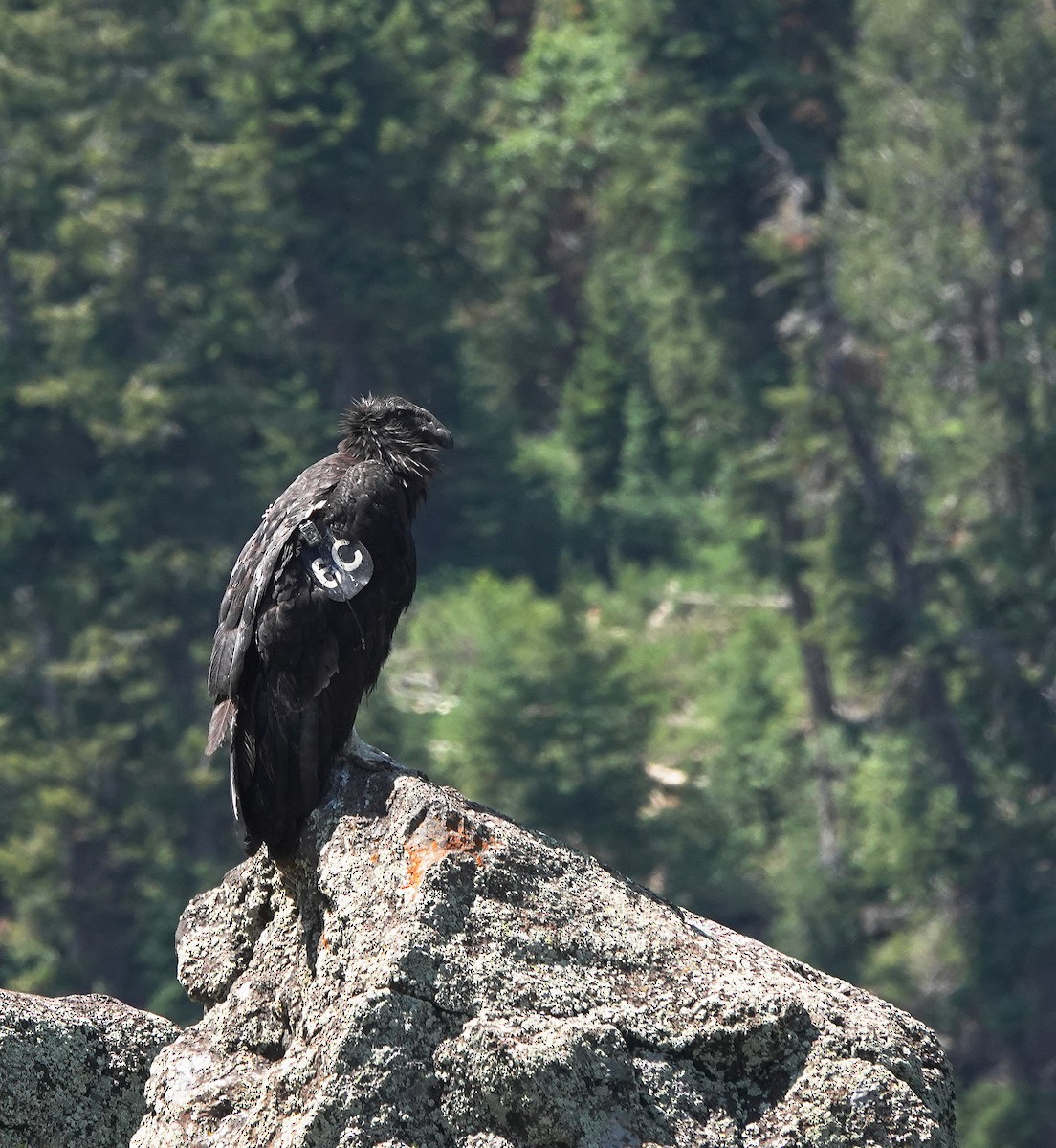 California Condor - ML638354149