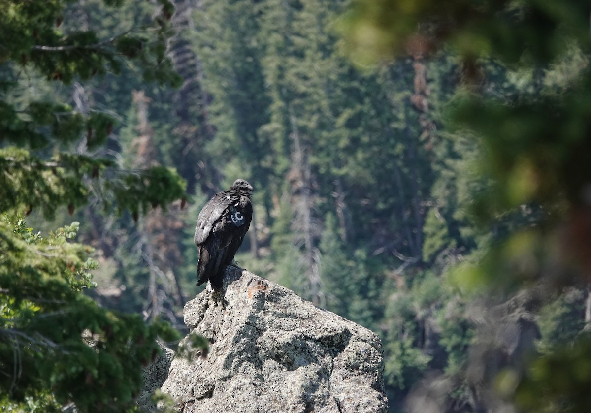 California Condor - ML638354171
