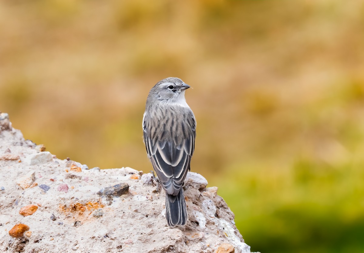 Ash-breasted Sierra Finch - ML638354175