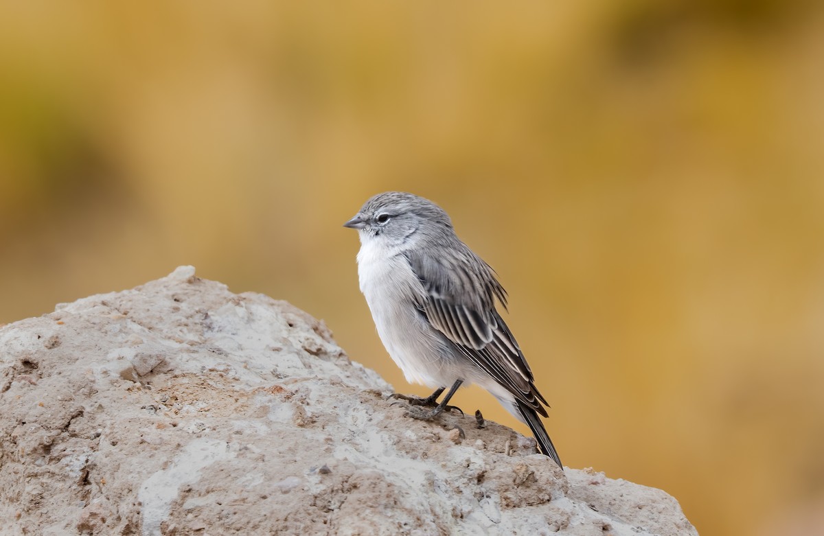 Ash-breasted Sierra Finch - ML638354176
