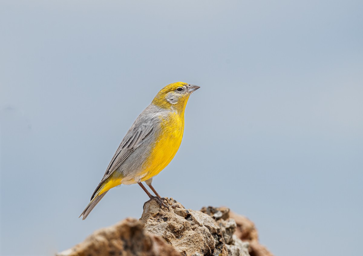 Bright-rumped Yellow-Finch - ML638354182