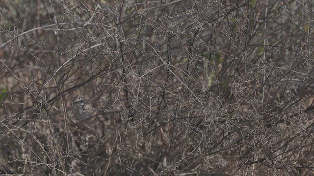 Gray Grasswren - ML638354189