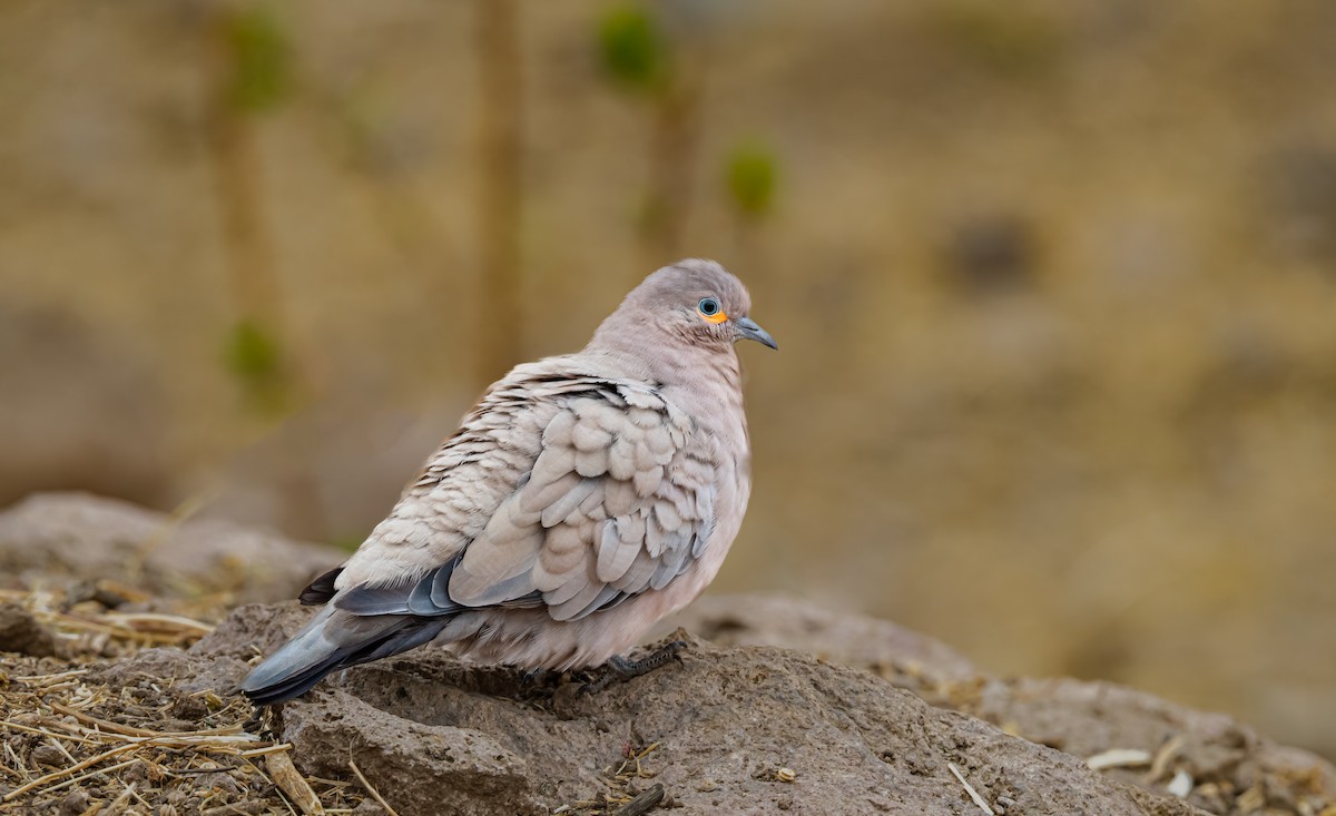 Black-winged Ground Dove - ML638354203