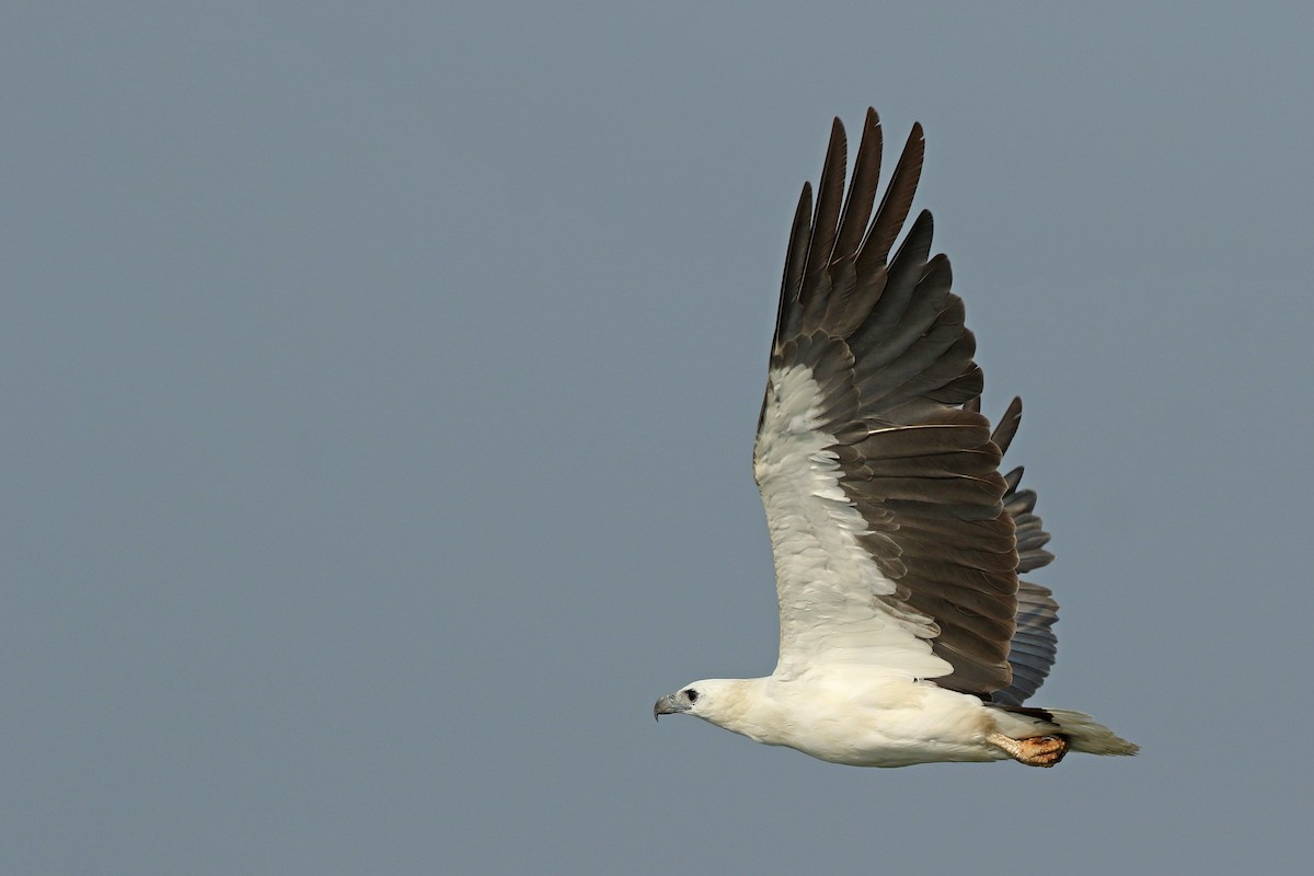 White-bellied Sea-Eagle - ML638354217