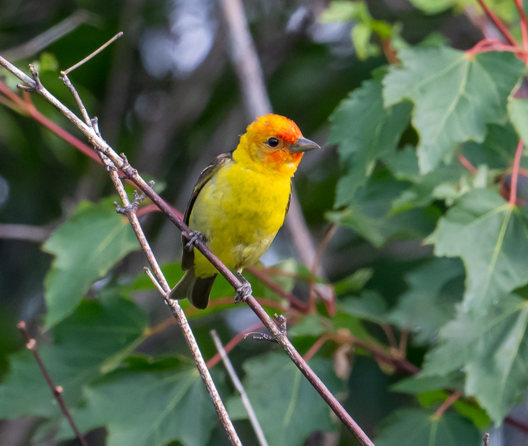 Western Tanager - ML638354218