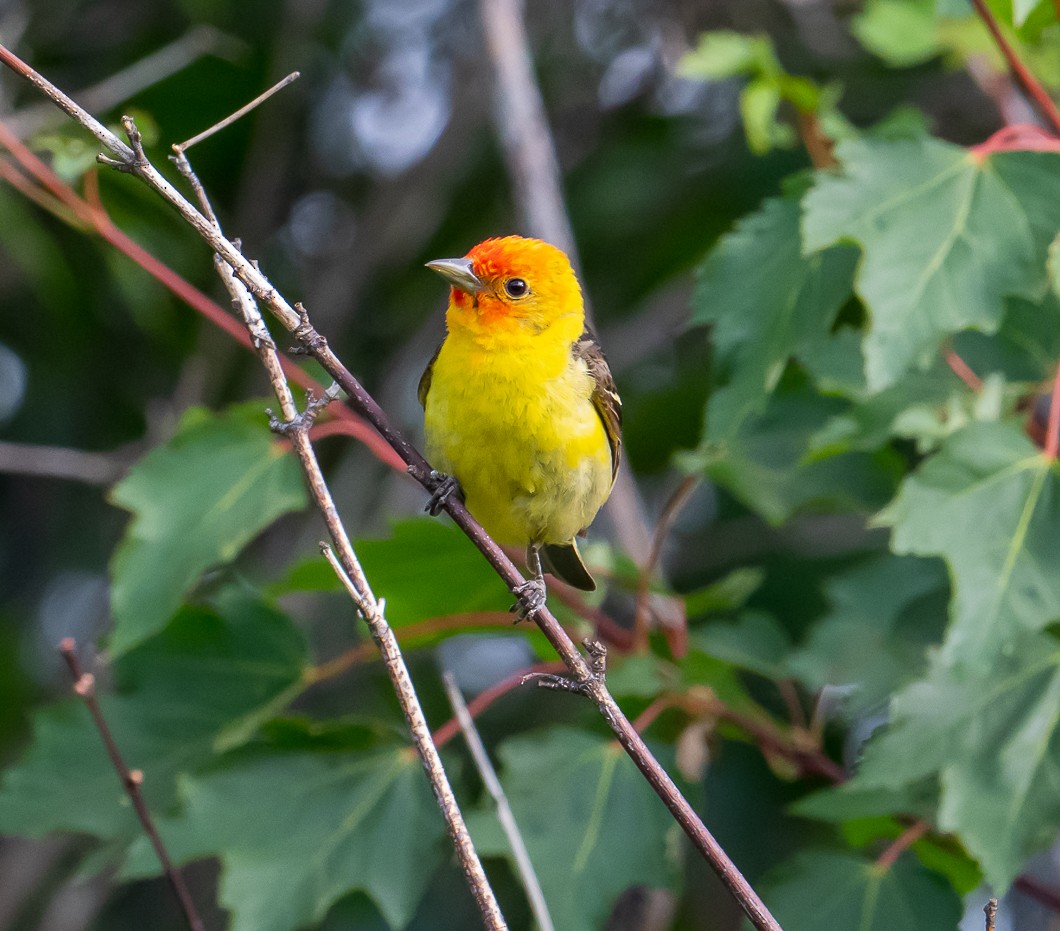Western Tanager - ML638354222