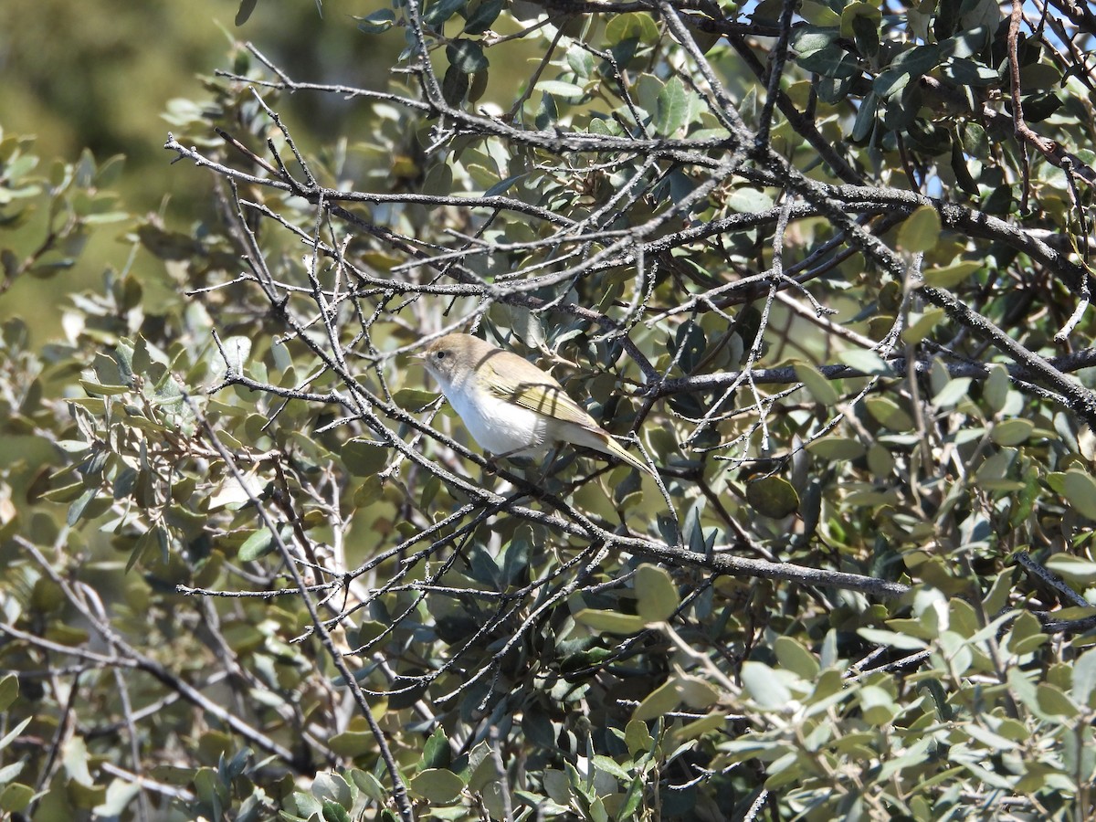 Western Bonelli's Warbler - ML638354233