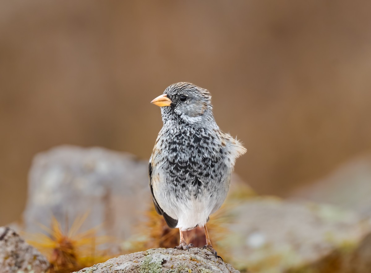 Mourning Sierra Finch - ML638354239