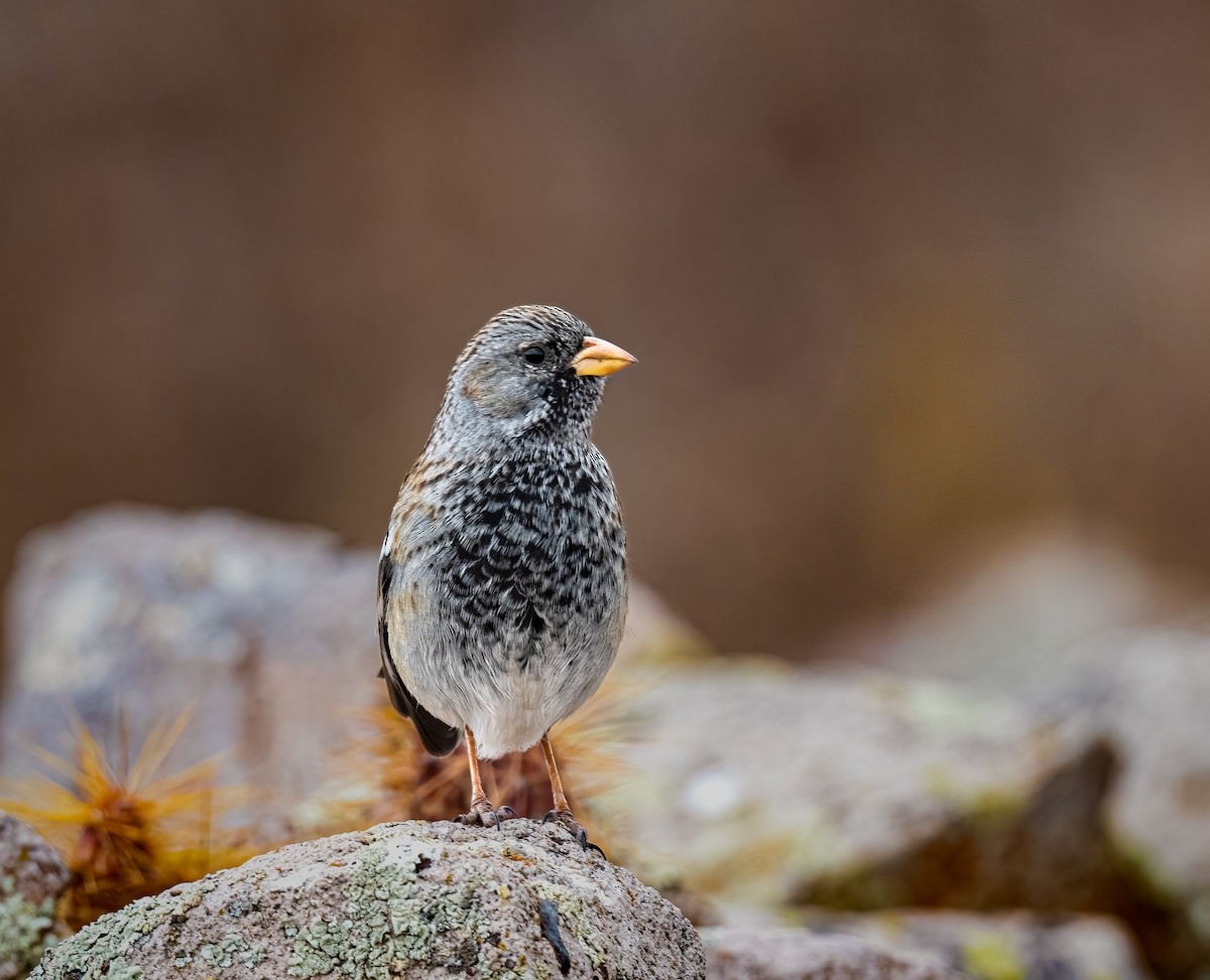 Mourning Sierra Finch - ML638354240