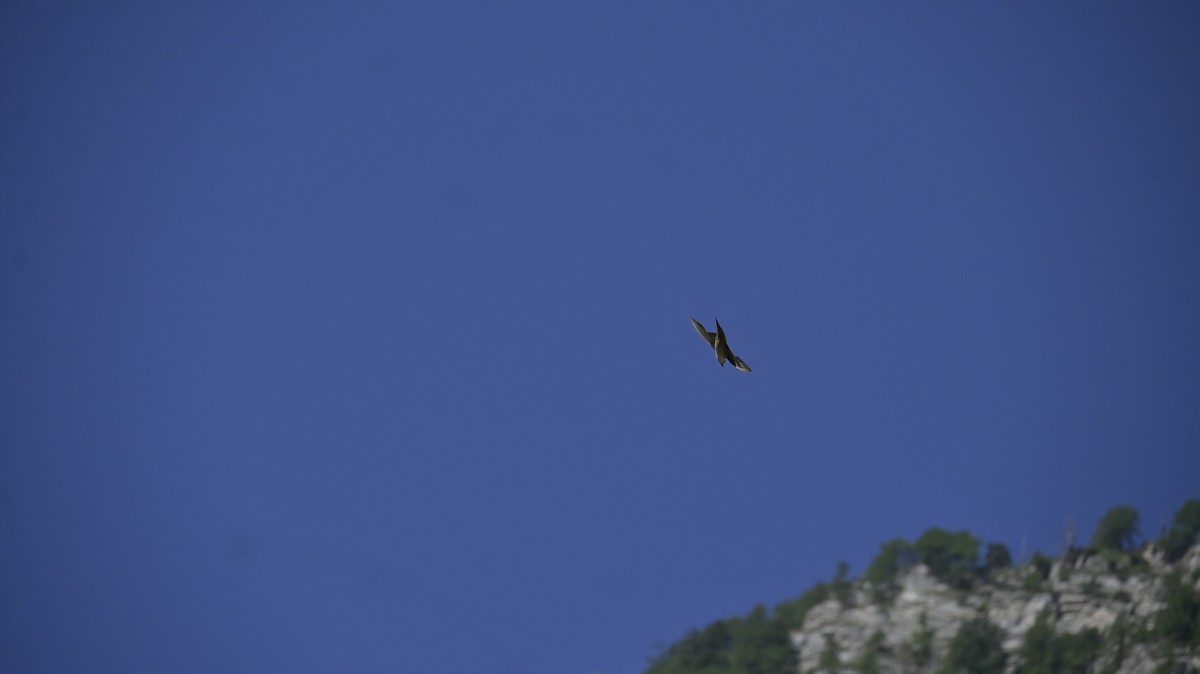 Eurasian Crag-Martin - ML638354243