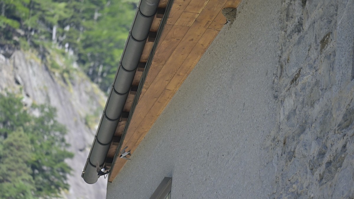 Western House-Martin - ML638354246
