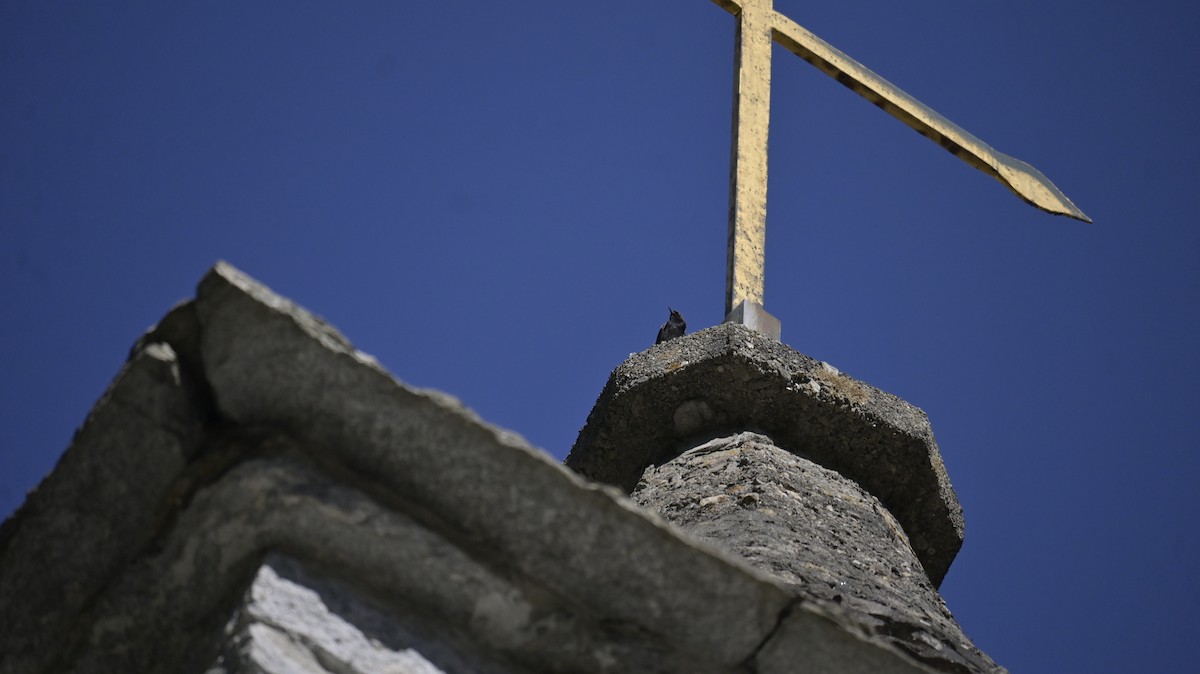 Black Redstart - ML638354254