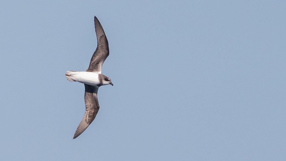 Soft-plumaged Petrel - ML638354264