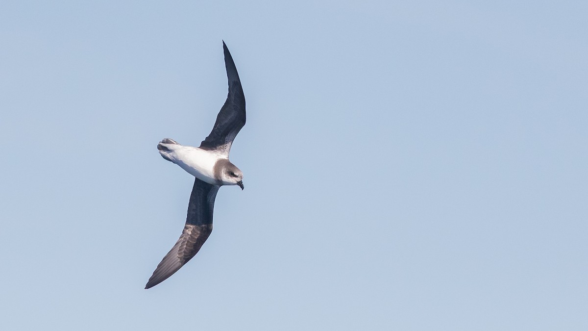 Soft-plumaged Petrel - ML638354265