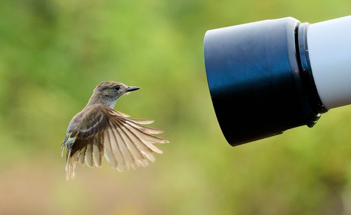 Galapagos Flycatcher - ML638354278