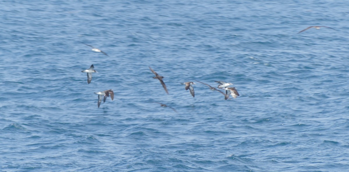 Streaked Shearwater - ML638354282