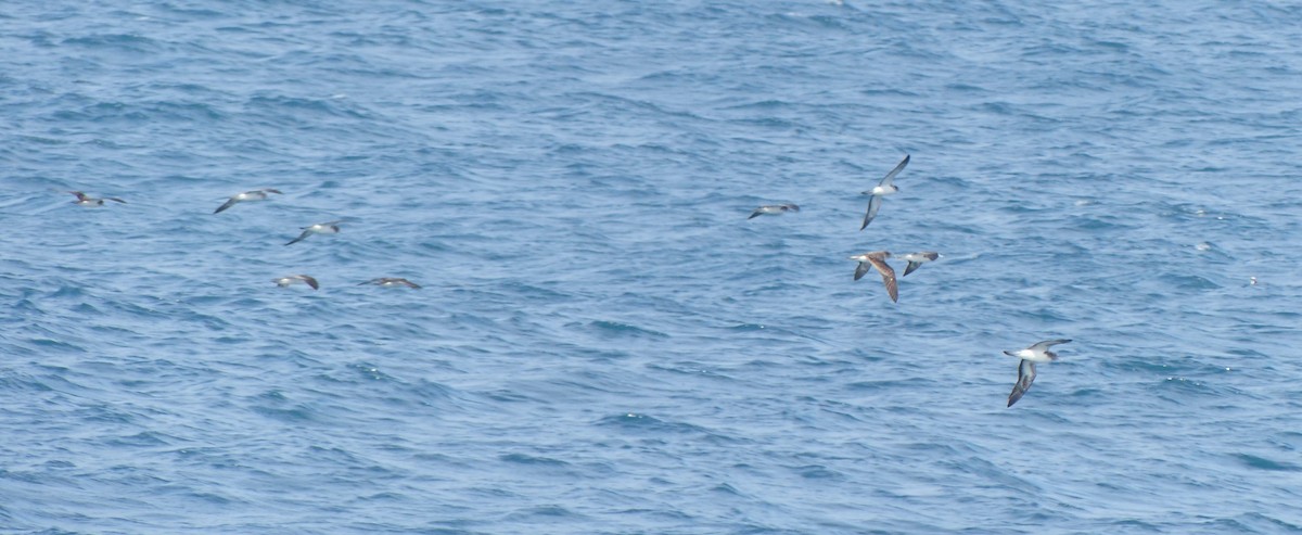 Streaked Shearwater - ML638354283