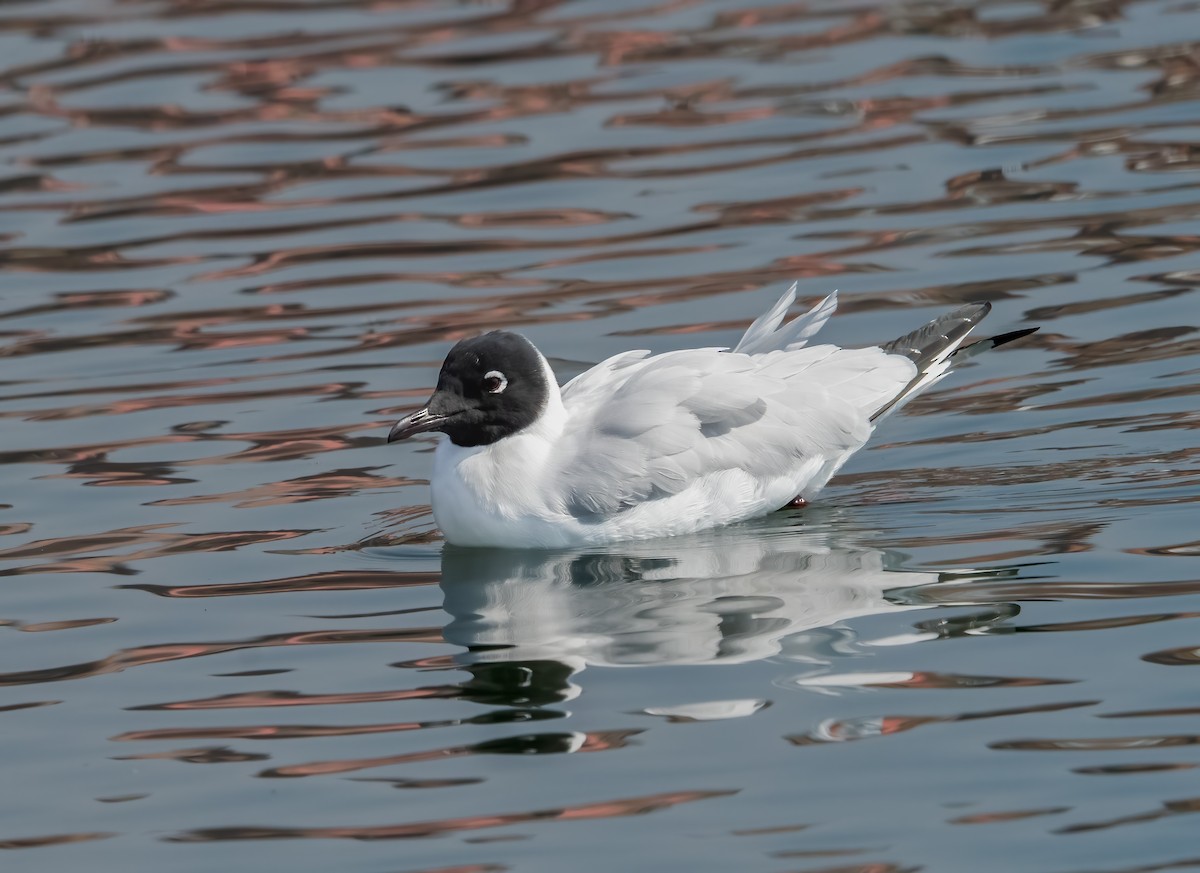 Gaviota Andina - ML638354285