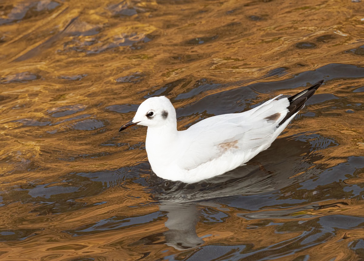 Gaviota Andina - ML638354287